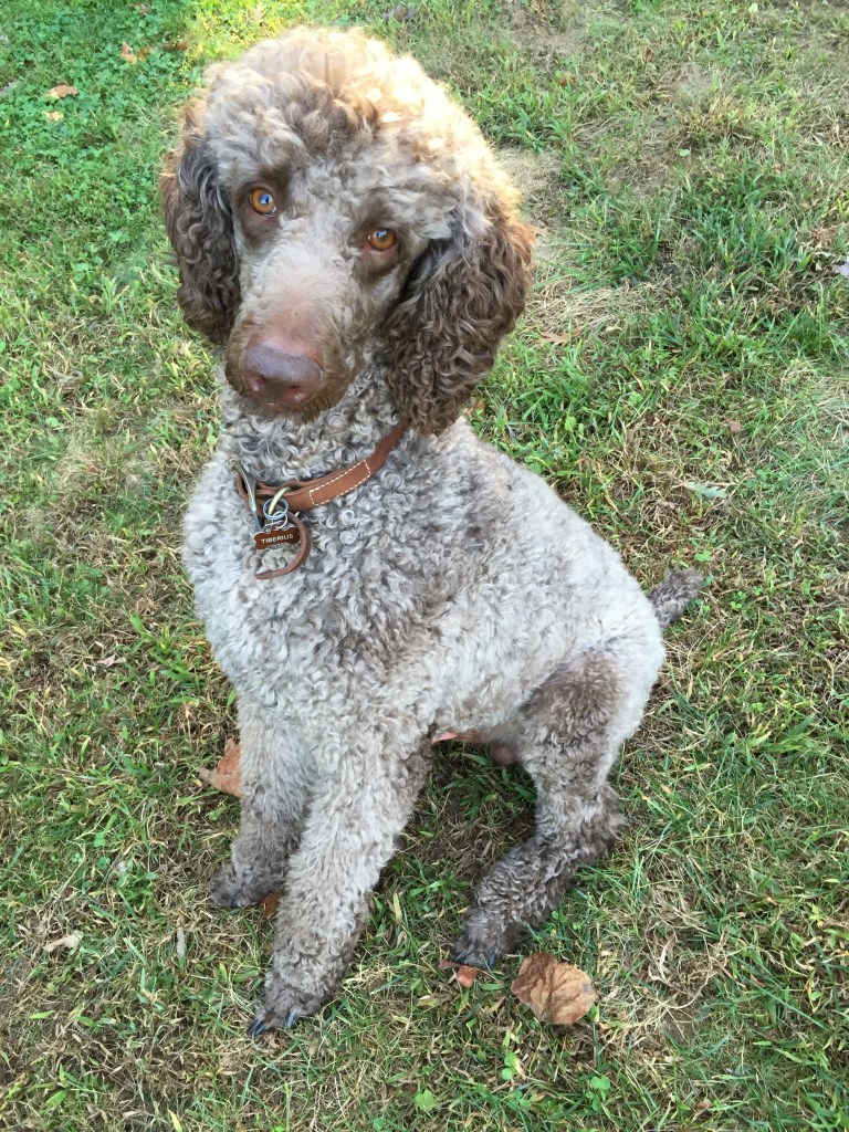 The best dog that ever dogged ever. 